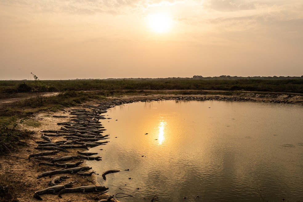 Fotógrafo registra jacarés amontoados em busca de água e animais sofrendo com a seca no Pantanal MT — Foto: Marcelo Oliveira
