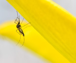 Mosquito da Dengue  (Foto: Divulgação Oxitec)