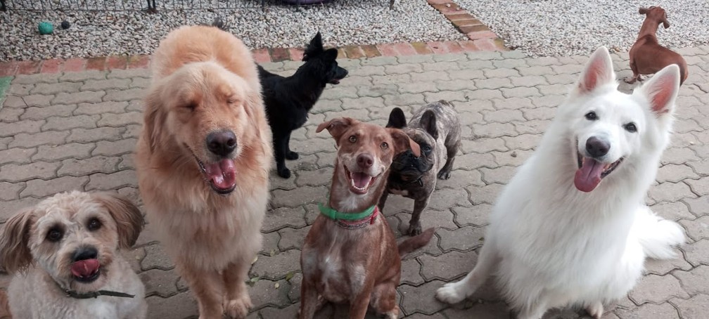Cães recebem atenção especial dos funcionários da 'creche' — Foto: Arquivo pessoal