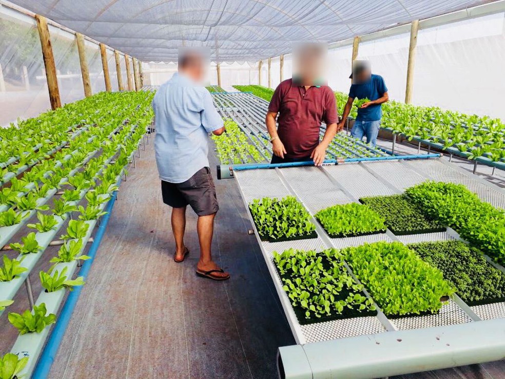 Segundo a PM, quem trabalha no plantio das verduras cultivadas pela Horta Solidária são pessoas condenadas a prestar serviços comunitários. — Foto: Divulgação/Horta Solidária.