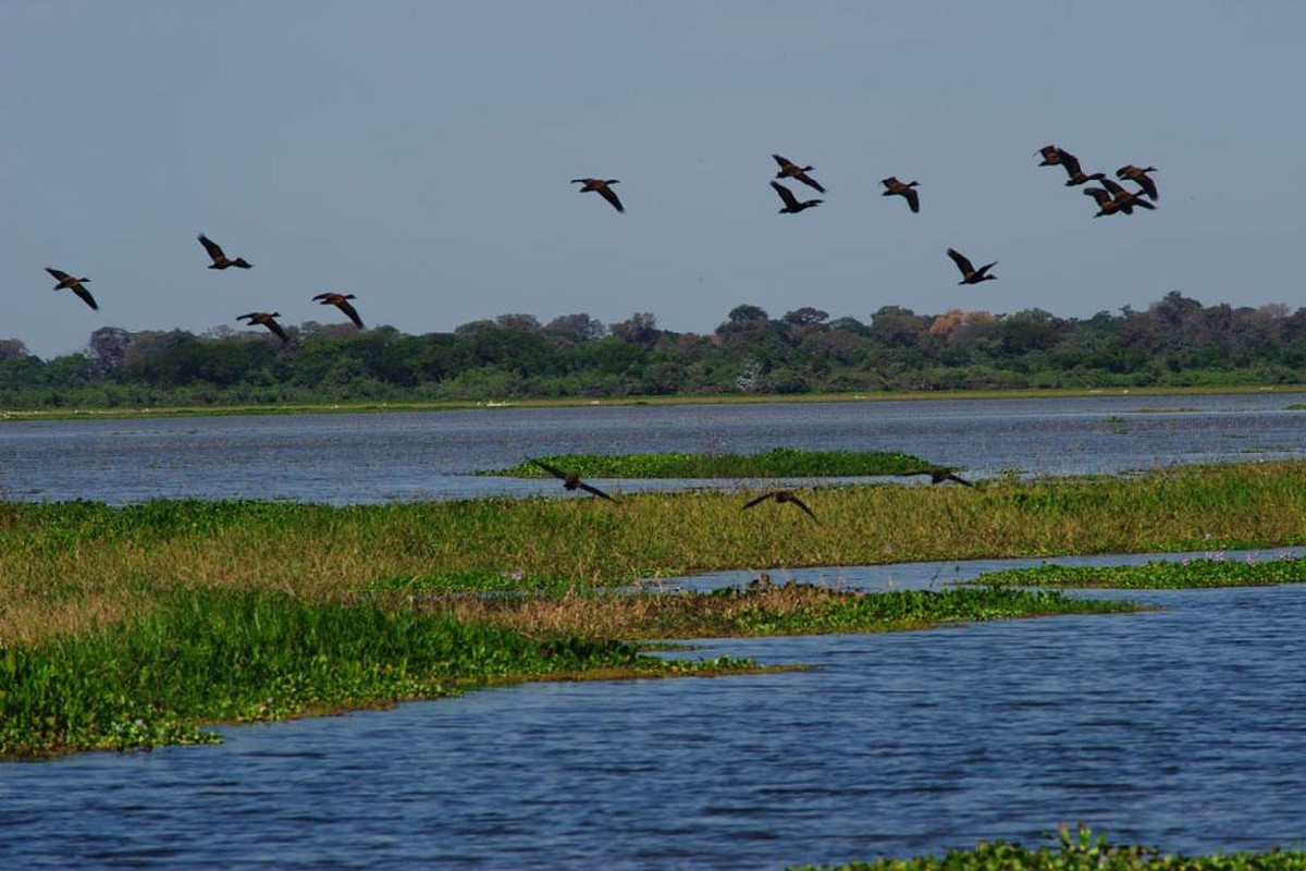 Justiça determina medidas urgentes para salvar baías localizadas na região do Pantanal em MT - Vimarsana News