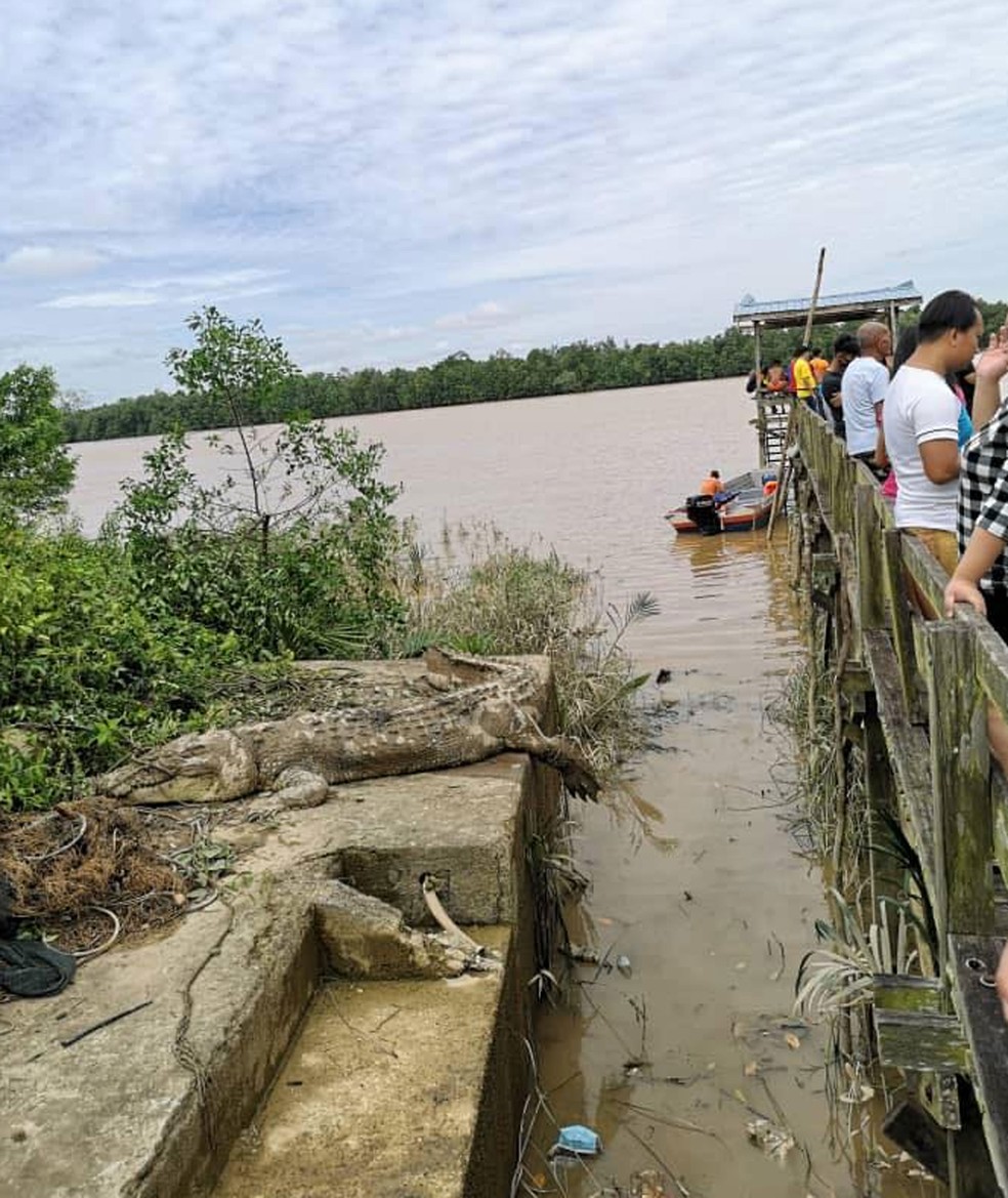 Crocodilo de 4,7 metros foi capturado na sexta-feira (3) — Foto: Sarawak Forestry