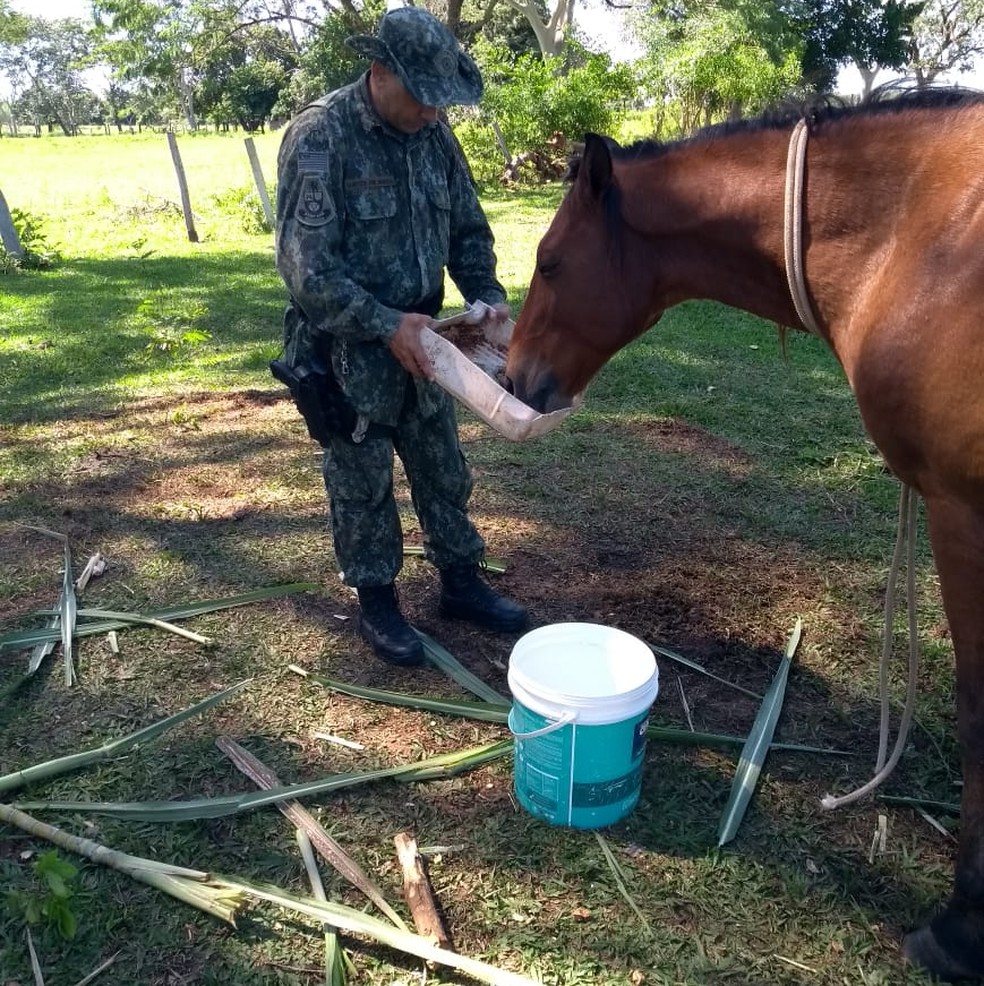 Homem é multado em R$ 6 mil por maus-tratos a um cavalo, em Rosana (SP) — Foto: Polícia Ambiental 