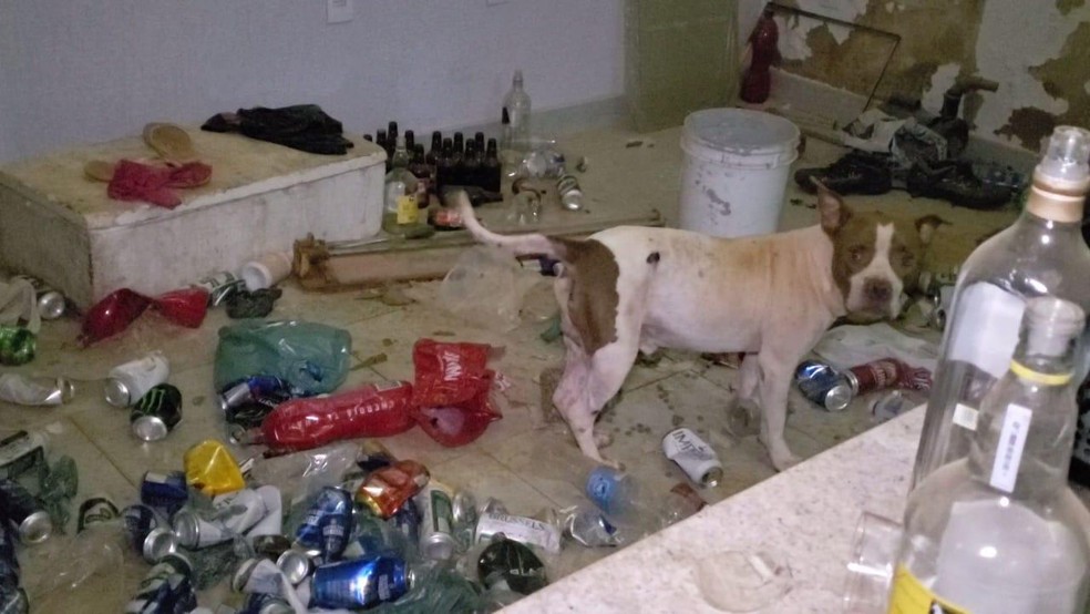 Cachorro foi encontrado em um dos cômodos da casa — Foto: Paula Alves/ Inter TV
