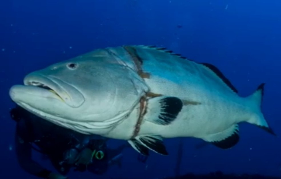 Doena  associada ao consumo de peixes como o badejo  — Foto: All Angle/ Reproduo 