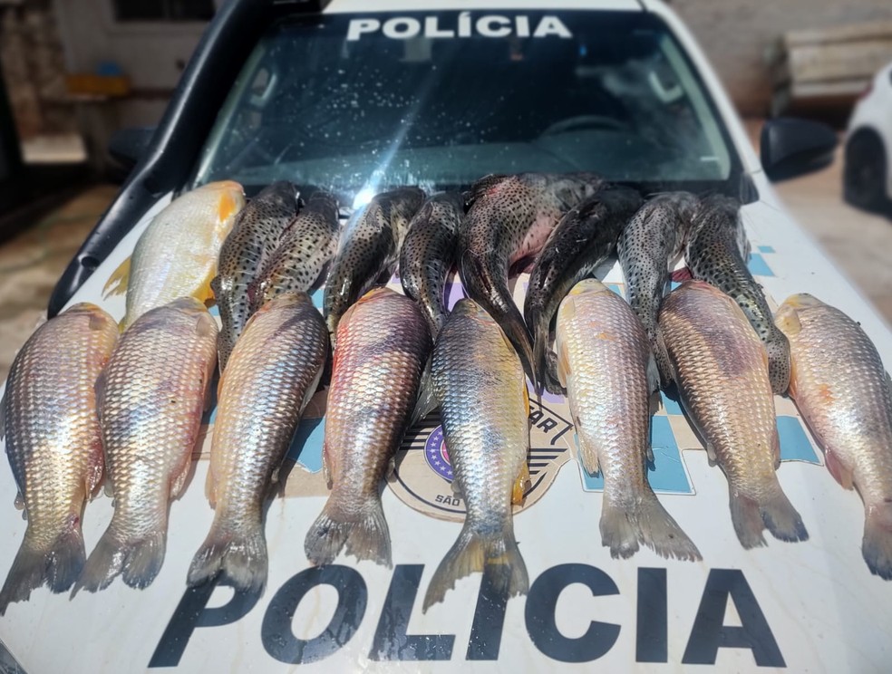 Mais de 70kg de peixes foram apreendidos em Lucélia (SP) neste sábado (14) — Foto: Polícia Militar Ambiental