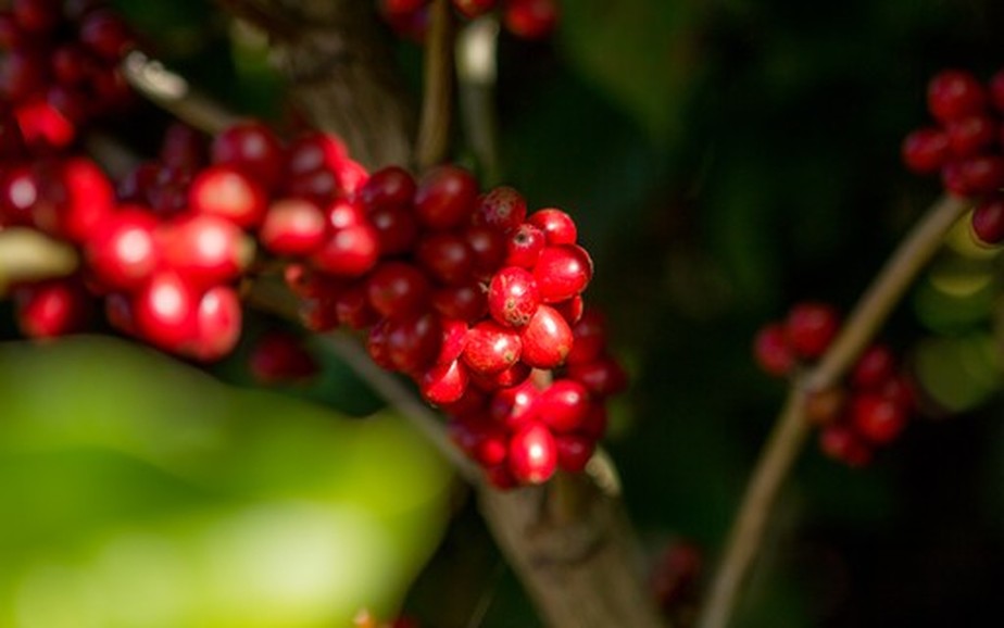 Para analista Shawn Hackett, preços atuais do café não refletem a realidade do mercado, que não tem uma oferta abundante da commodity