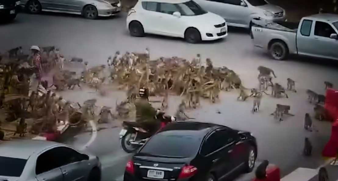 Guerra entre gangues de macacos para o trânsito na Tailândia (Foto: Reprodução/Facebook)