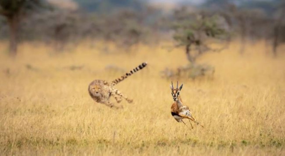 Chita e uma gazela &mdash; Foto: Nick Dale / Latest Sightings 