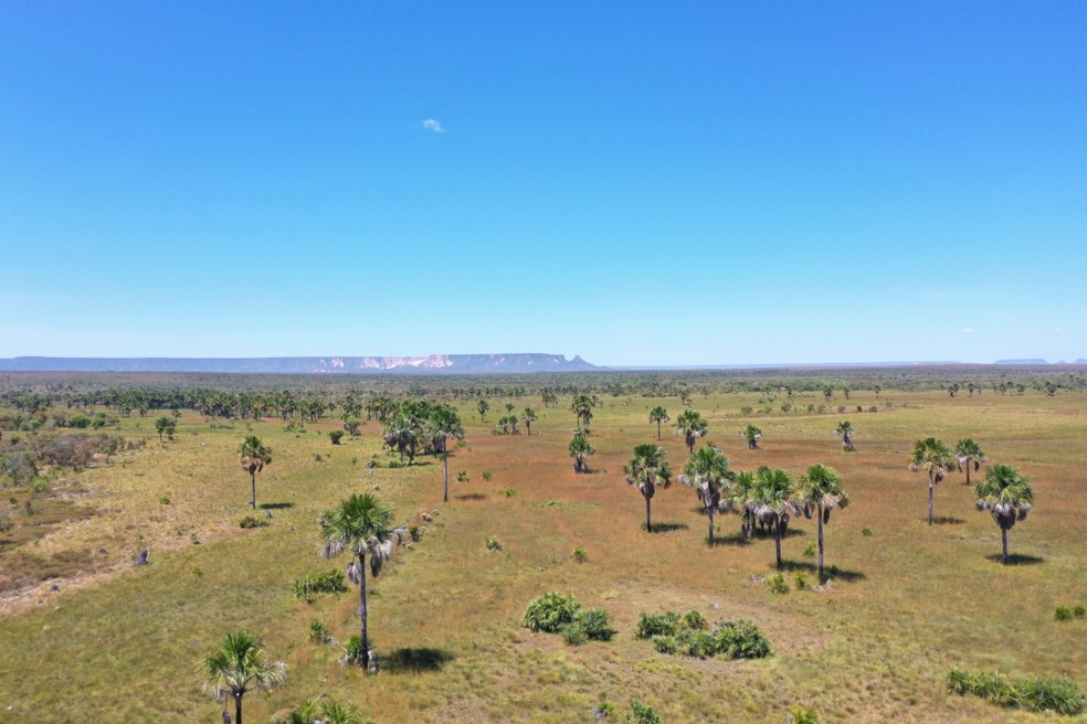 Campo de capim dourado no Jalapão — Foto: Naturatins/Divulgação
