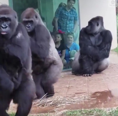 Gorilas (Foto: Reprodução/ABCNews)