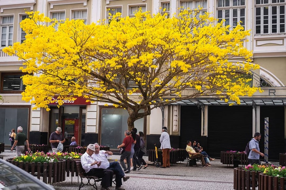 Confira 5 Fotos Que Mostram Os Primeiros Dias De Primavera Em Curitiba Rpc Rede Globo