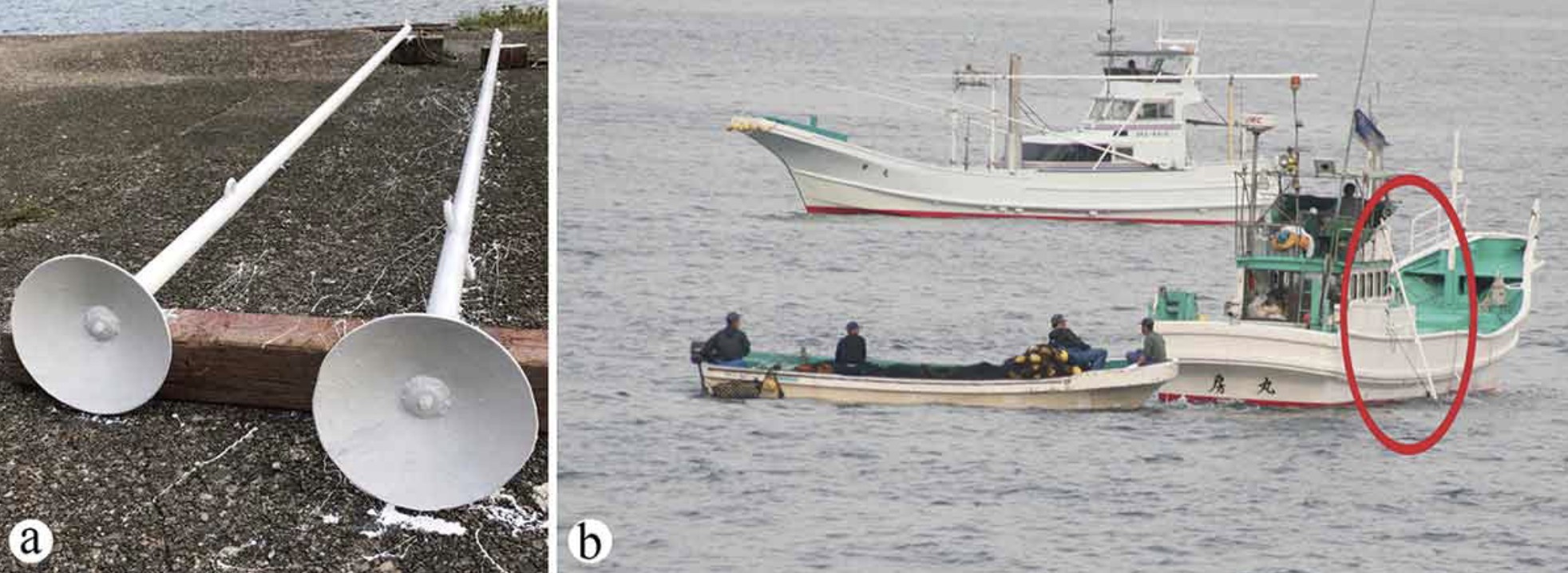 Na figura (a), trompetes de metal utilizados na caça aos golfinhos. E, na (b), Trombetas (indicadas por círculo) são montadas e colocadas na água (Foto: Courtney Vail/ Reprodução)
