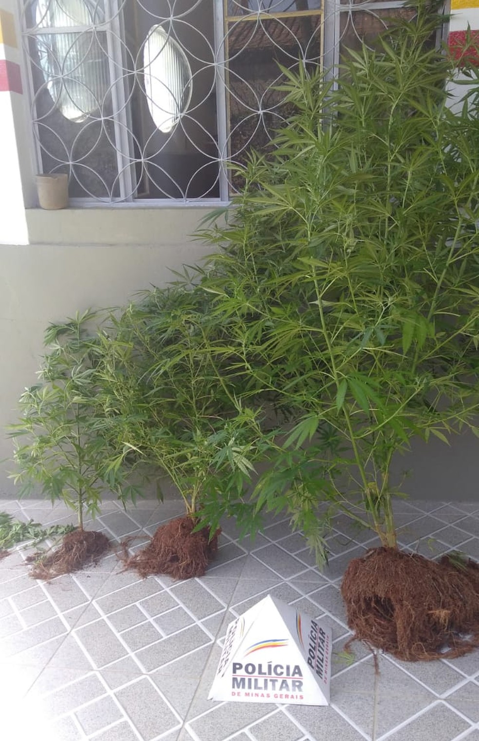 Alguns pÃ©s de maconha encontrados em Rio Novo â€” Foto: PolÃ­cia Militar/DivulgaÃ§Ã£o