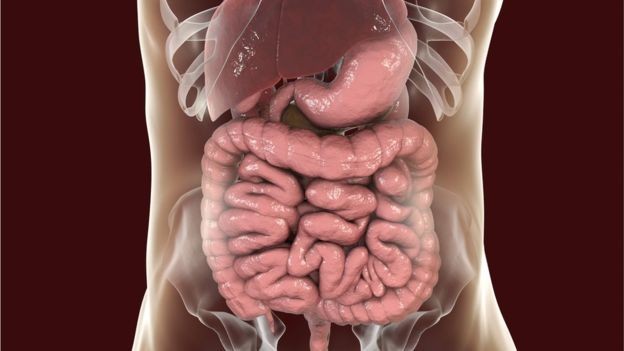 Nosso intestino abriga milhões de bactérias que vivem em uma espécie de comunidade (Foto: Getty Images via BBC News Brasil)