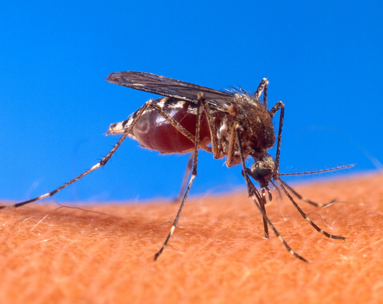 Mosquito Aedes aegypti ainda é o maior transmissor da doença (Foto: Wikipedia)