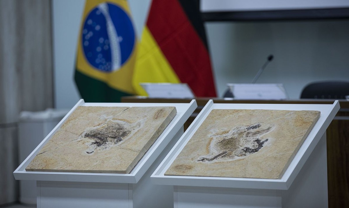 Deutschland gibt Fossil von Ubirajara jubatus an Cariri in Ceará zurück |  Gesellschaft