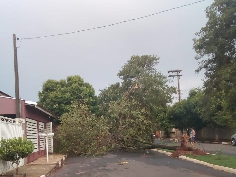 Quedas de árvores foram registradas em Narandiba — Foto: Neyde Alves de Almeida/Cedida