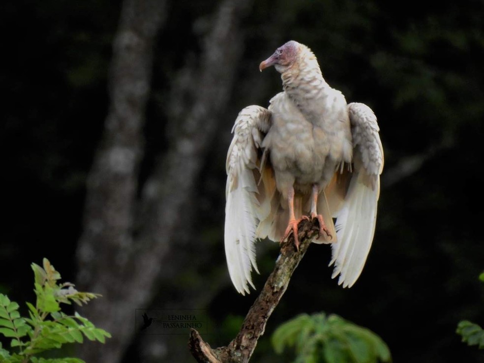 Diferente do leucismo, animais com albinismo podem ter visão prejudicada. — Foto: Maria Helena Oliveira/VC no TG