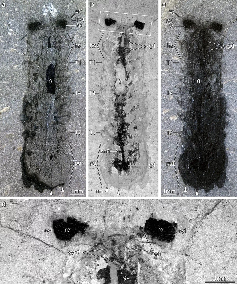 Artrópode Mollisonia symmetrica muito bem conservado  (Foto:  Nature Communications, Ortega-Hernández et al. 2022)