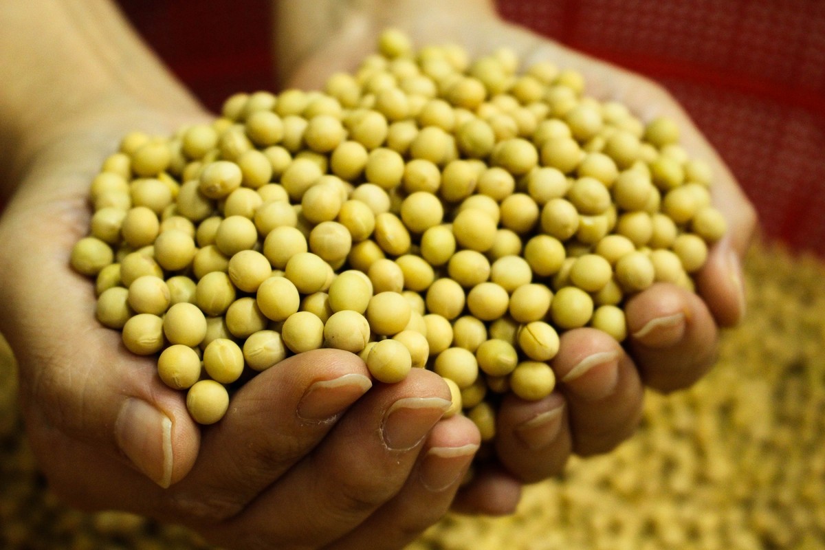 Estudo indica que dieta alimentar pode controlar sintomas da menopausa | Blog Longevidade: modo de usar