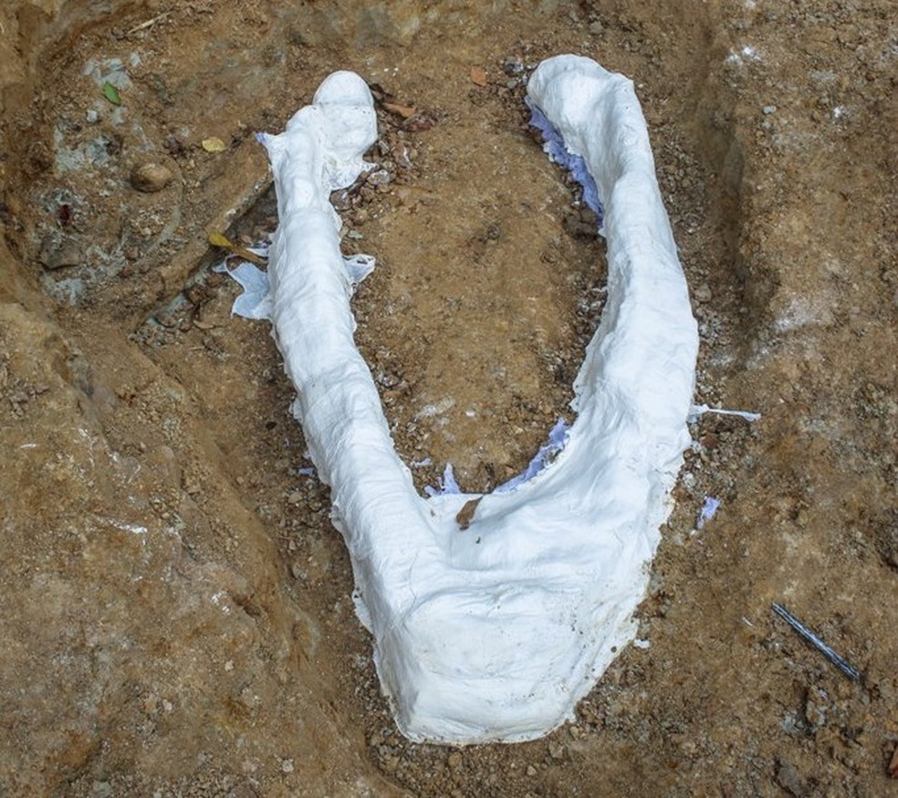 Fragmento encontrado é mandíbula de um Purussauro que viveu há mais de 8 milhões de anos, segundo pesquisador — Foto: Arquivo pessoal/Raylanderson Frota