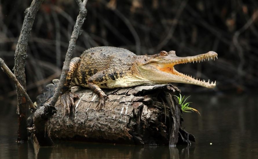 Crocodilos-de-focinho-delgado não são apenas uma, mas duas espécies diferentes de réptil.   (Foto: Divulgação / inaturalist.org)