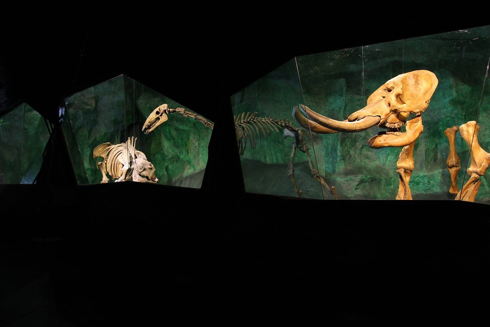 Museu de História Natural da PUC Minas encanta crianças e adultos com seus fósseis. — Foto: Divulgação