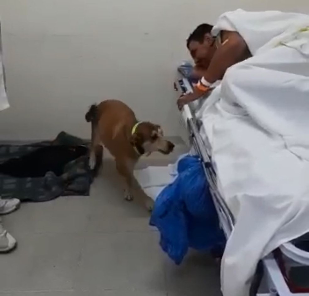 Vira-lata Lucimara reencontra o dono internado na Santa Casa de SP; homem teve alta na segunda-feira após se recuperar de atropelamento — Foto: Reprodução