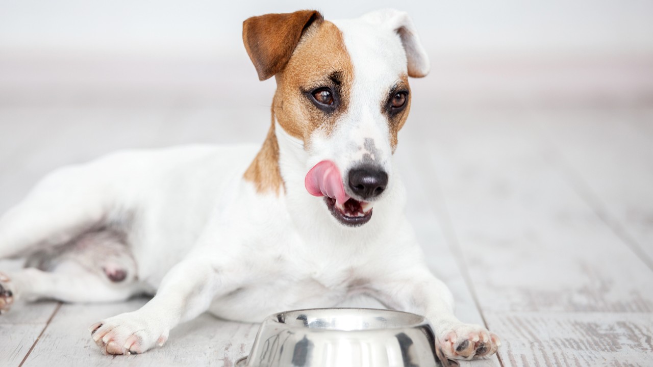 Se o apetite do pet aumentar, procure um médico-veterinário (Foto: Canva/ CreativeCommons)