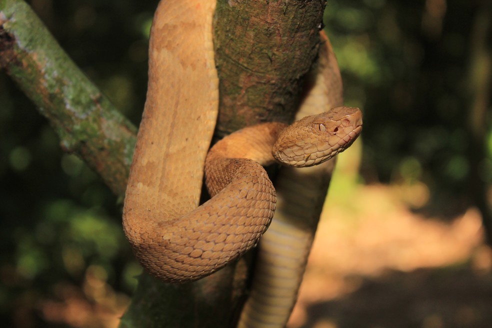 A ilha de Queimada Grande tem a segunda maior concentração de cobras do planeta (Foto: Rafael Benetti/ G1/ Reprodução)