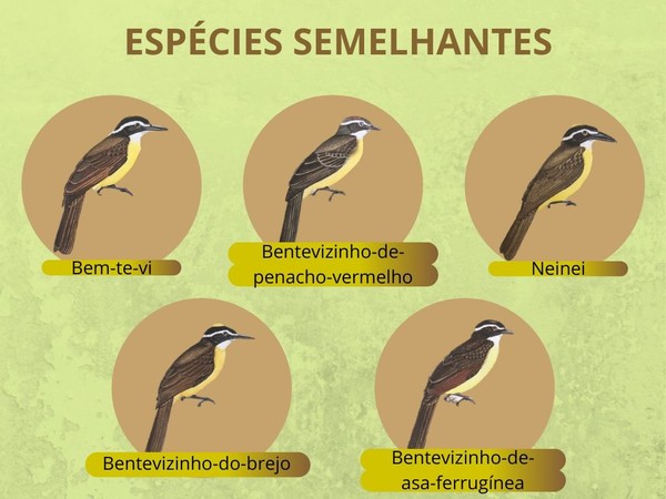 Que Bem Te Vi E Esse Conheca As Especies Que Ocorrem No Brasil Terra Da Gente G1