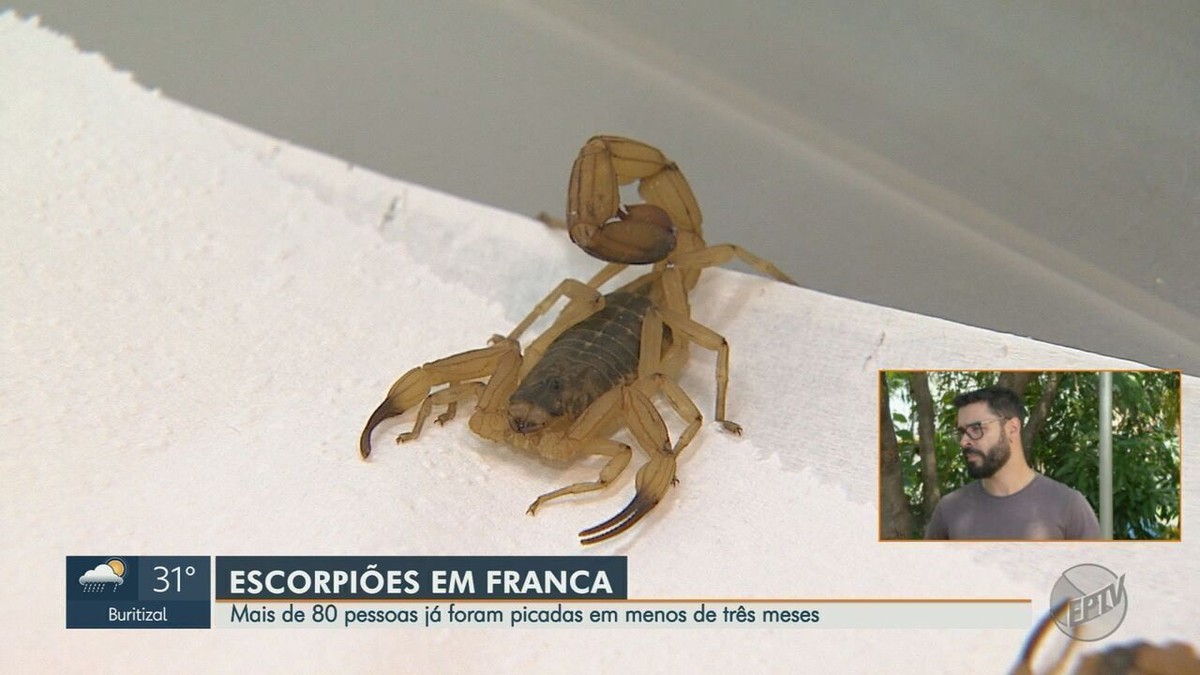 Franca, SP, enregistre 84 cas de personnes piquées par des scorpions au cours des trois derniers mois |  Ribeirao Preto et Franca