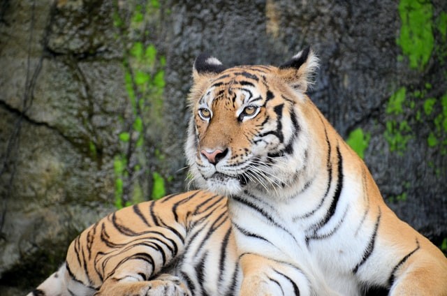 Das 7 espécies de felinos extintas, 4 são tigres (Foto: Unsplash / CreativeCommons)