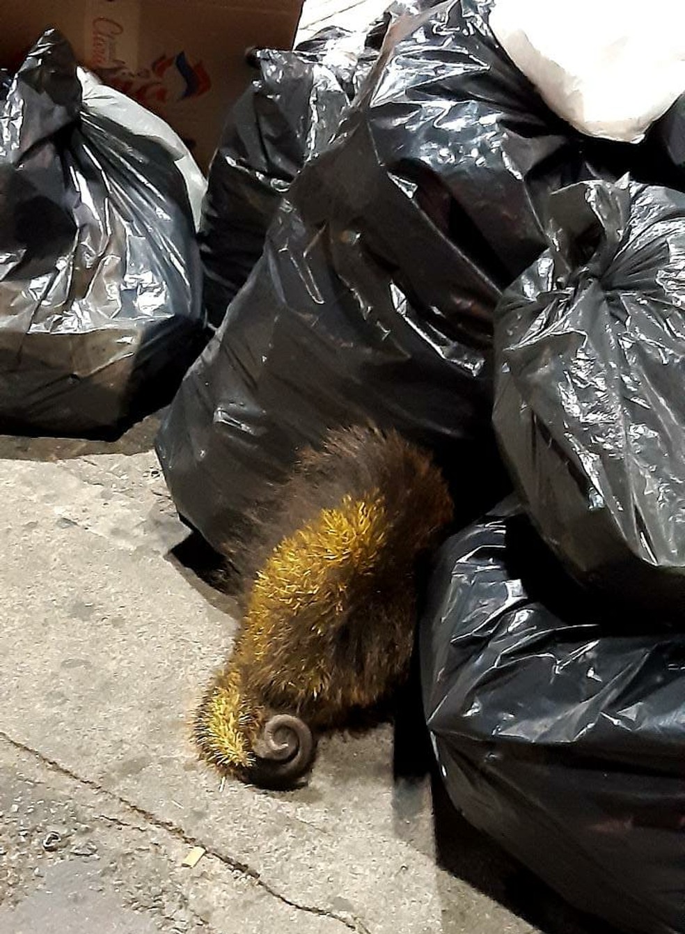 Porco-espinho é encontrado em meio a sacos de lixo deixados em calçada no centro de São Roque — Foto: Andreo Giovanne/Arquivo pessoal