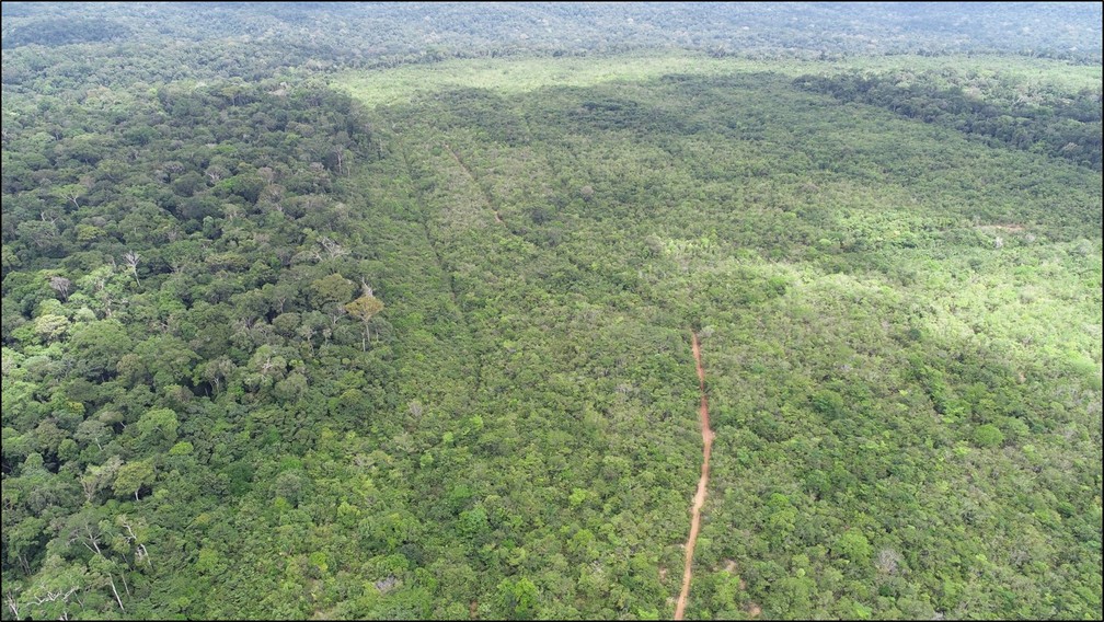 Área reflorestada do Platô Papagaio — Foto: MRN/Divulgação