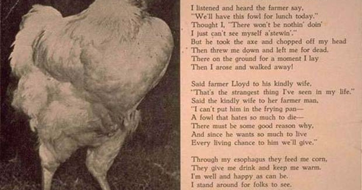 Курица жила без головы. Безголовый цыпленок Майк. Курица без головы прожила 1.5 года. Петух без головы прожил 18 месяцев.