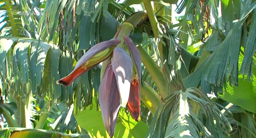 Segundo a Embrapa, a nova variedade tem qualidade  superior à Farta Velhaco, que é o padrão cultivado em MT.  — Foto: Mais Agro