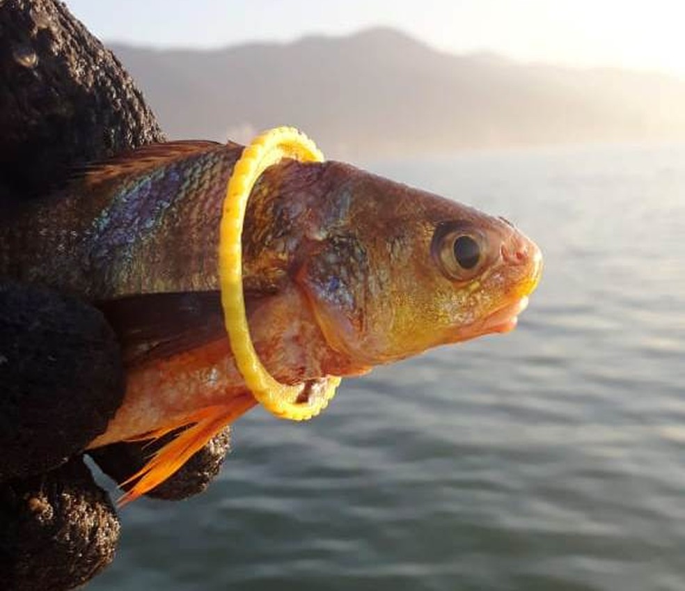 Peixe ficou entalado em argola plÃ¡stica e foi pescado em MongaguÃ¡, SP (Foto: Juliano Almeida/Arquivo Pessoal)