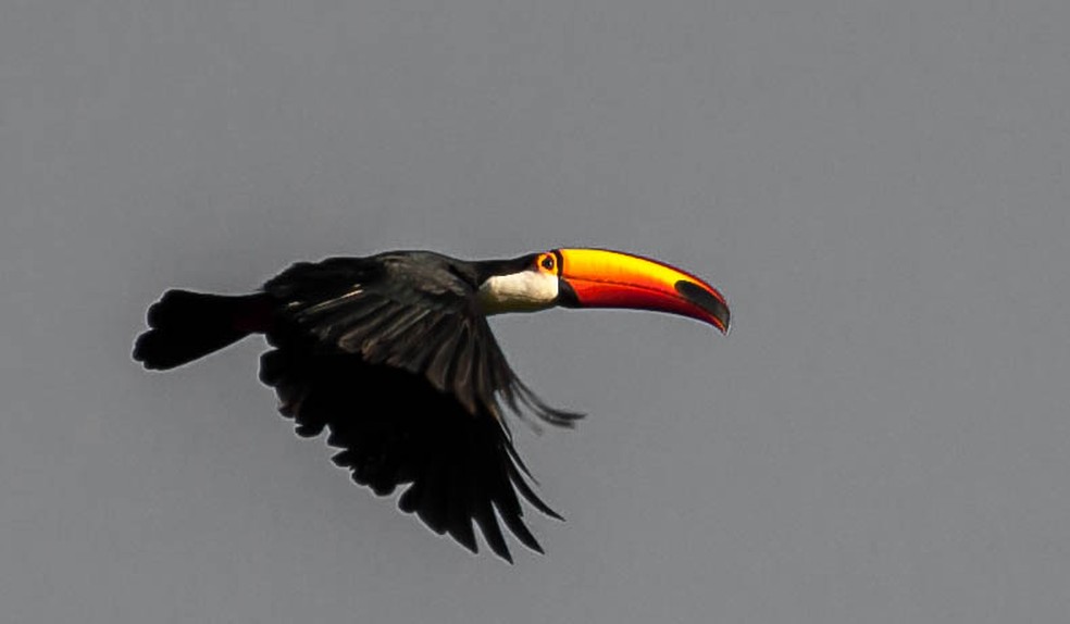 É comum que os tucanos planem no ar durante o voo.  (Foto: Vlamir Bastos/VC no TG)
