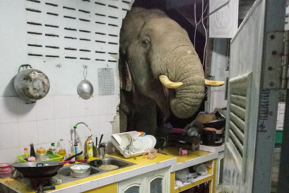 Elefante procura comida na cozinha de casa em Pa La-U, Hua Hin, na Tailândia. A foto foi tirada pela dona do imóvel, Radchadawan Peungprasopporn, em 20 de junho de 2021. — Foto: Radchadawan Peungprasopporn/Facebook/AFP