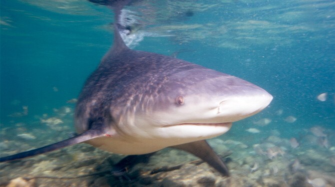 Conhecido também como tubarão-cabeça-chata, por possuir o focinho curto e arredondado, o predador pode atingir até 4 m de comprimento (Foto: Albert Kok)