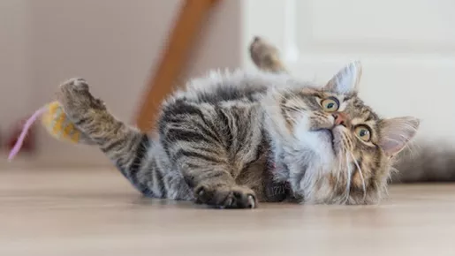 5 opções de areia para gatos que auxiliam na higiene do animal