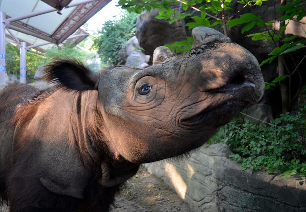 Harapan, ou simplesmente Harry, o último rinoceronte de Sumatra (Foto: EFE)