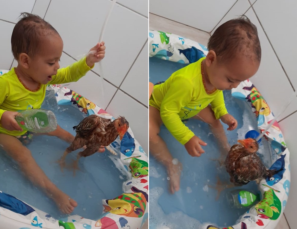 Bebê de Botucatu toma até banho com o franguinho de estimação — Foto: Arquivo pessoal/Josiane Frazão