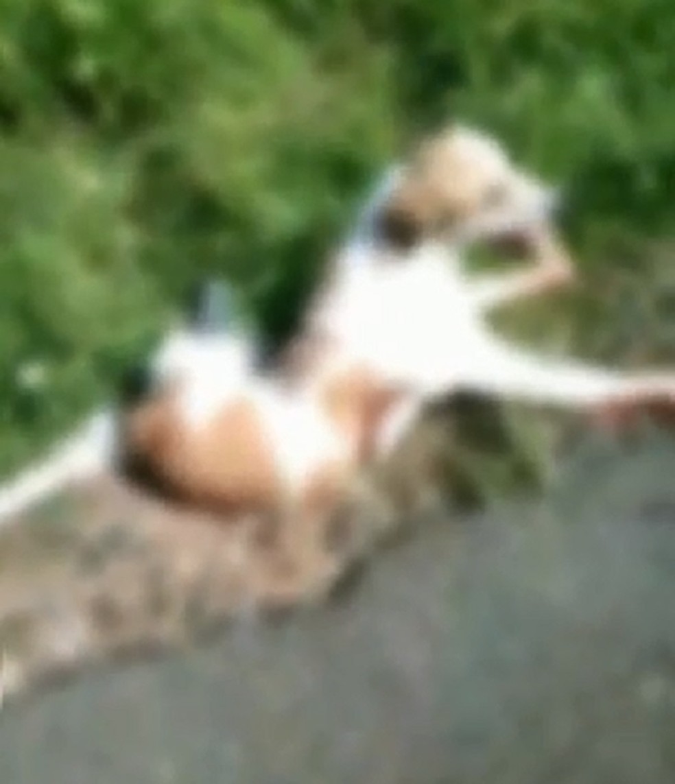 Animal foi arrastado por pelo menos 1 km, segundo a polícia — Foto: Reprodução