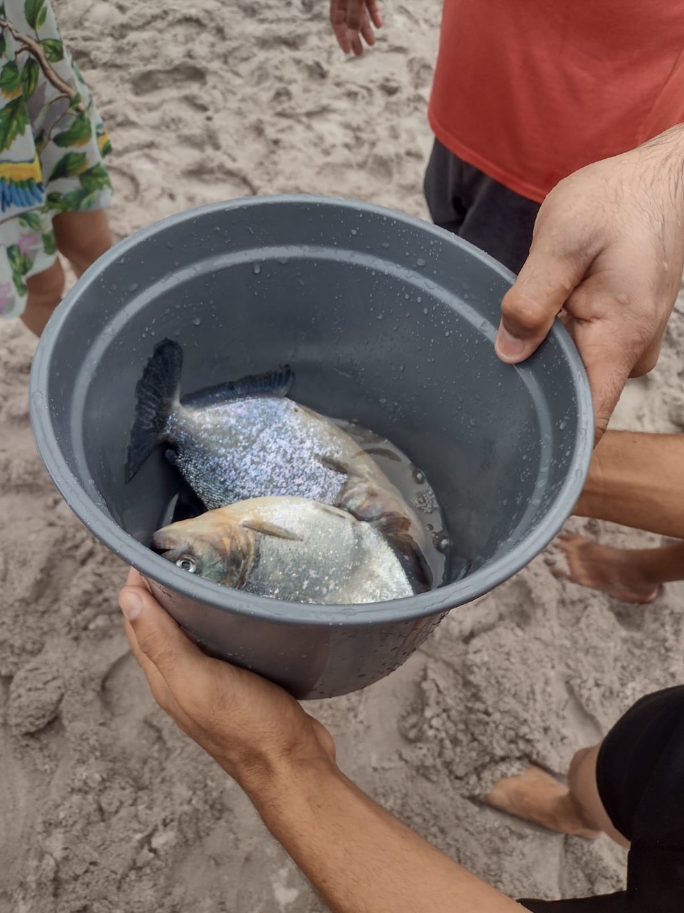 Os banhistas conseguiram capturar algumas piranhas que estavam no local do ataque — Foto: Reprodução