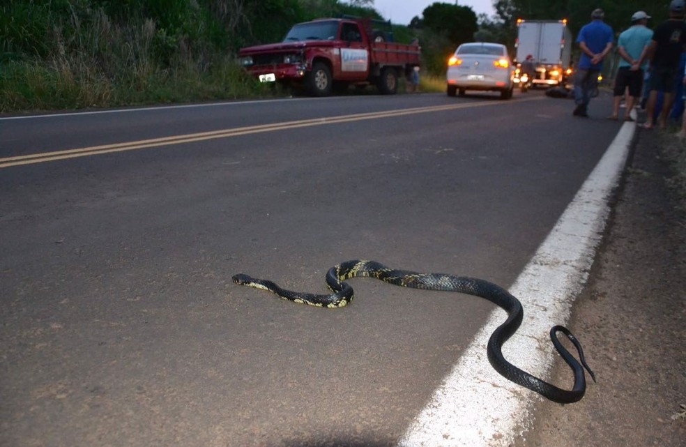 Animal teria assustado a vítima, que tentou desviar e acabou colidindo (Foto: Josias Marques/Portal In Foco RS)