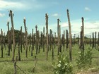Custos da produção rural aumentam 40% por causa da seca na Paraíba