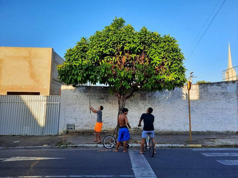 Quando está em época de dar frutos é comum ver moradores retirando jambo diariamente no local — Foto: Arquivo pessoal